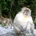 20090420 20090122 Phi Phi Don-Monkey Bay  24 of 34 